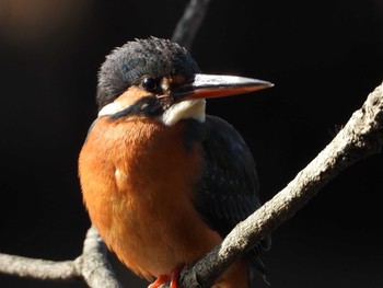 Common Kingfisher Inokashira Park Sun, 1/20/2019