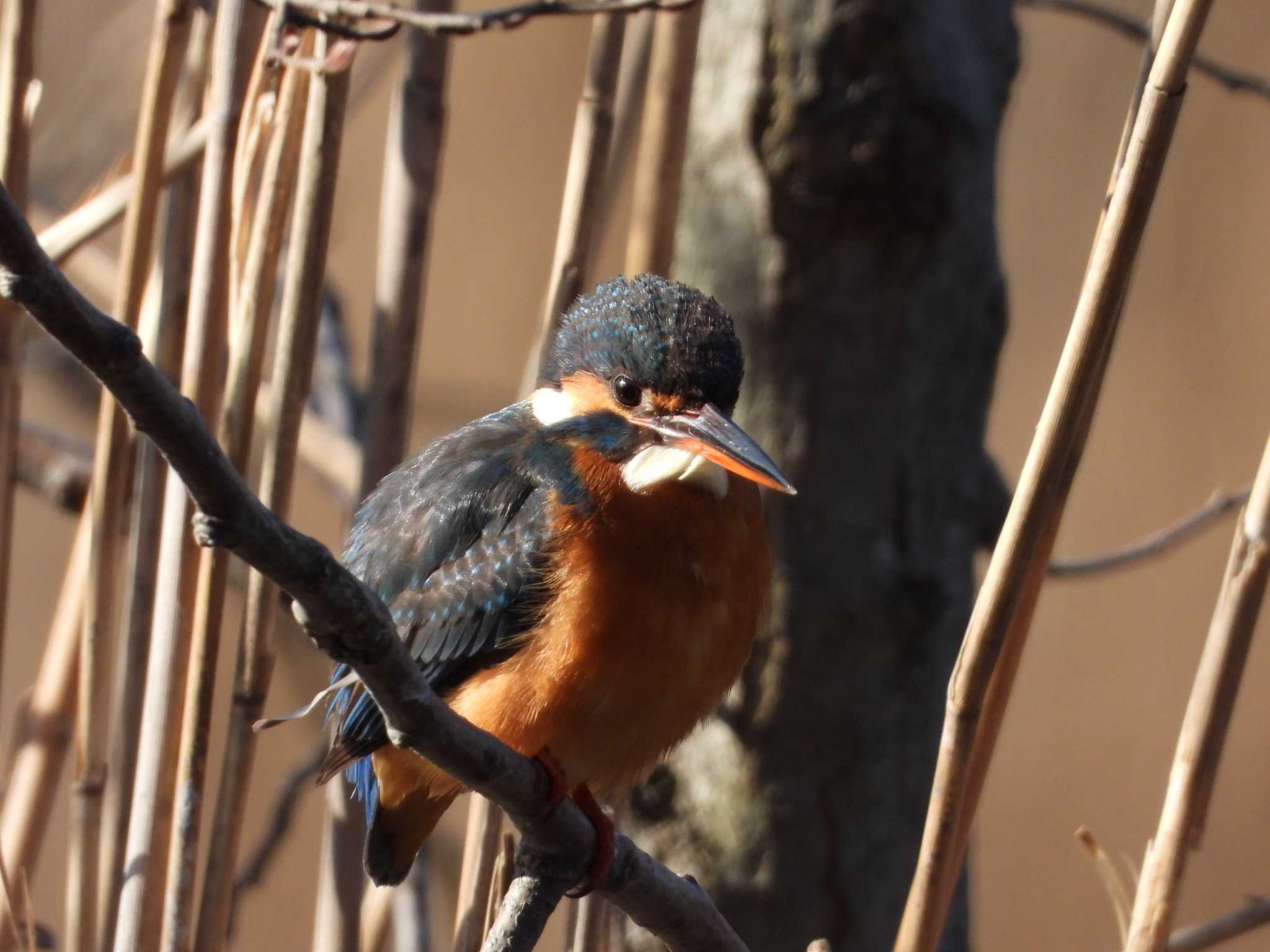 Common Kingfisher