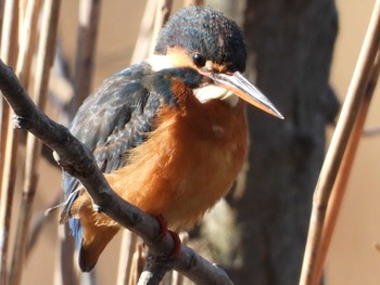 Common Kingfisher Inokashira Park Sun, 1/20/2019