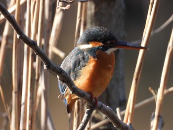 Common Kingfisher Inokashira Park Sun, 1/20/2019