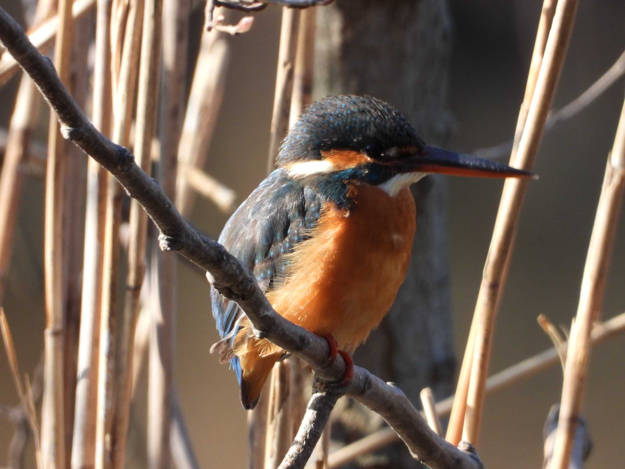 Common Kingfisher