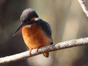 Common Kingfisher Inokashira Park Sun, 1/20/2019