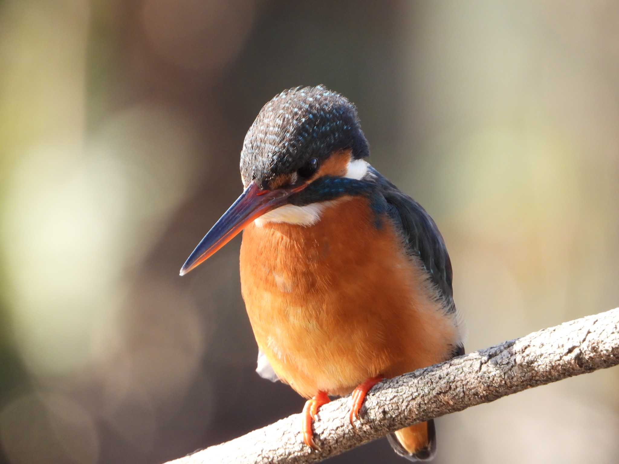 Photo of Common Kingfisher at Inokashira Park by HiroA