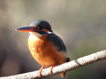 Common Kingfisher Inokashira Park Sun, 1/20/2019