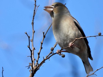 Hawfinch Inokashira Park Sun, 1/20/2019