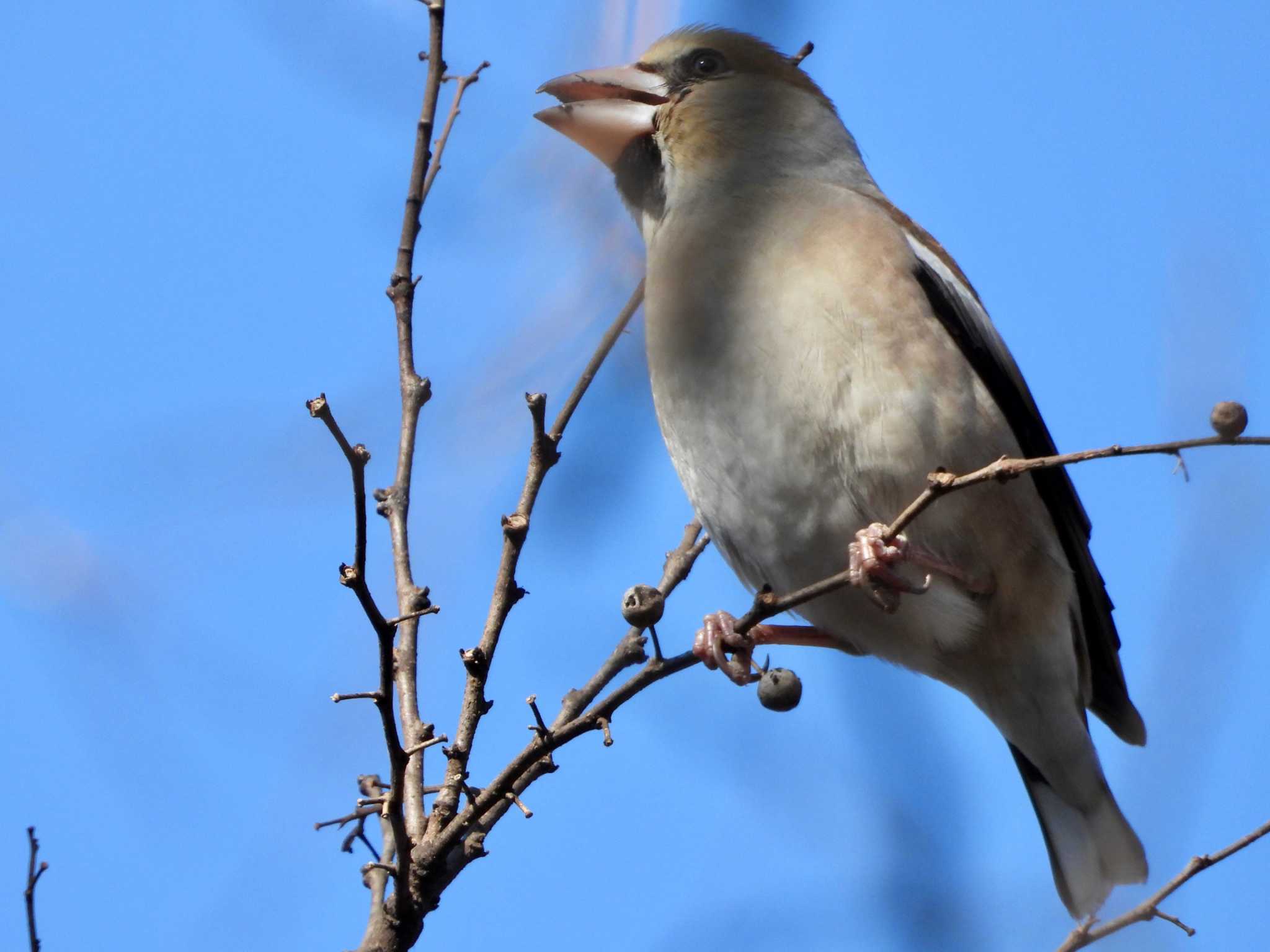 Photo of Hawfinch at Inokashira Park by HiroA