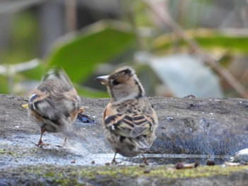 Brambling Inokashira Park Sun, 1/20/2019