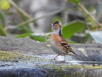 Brambling Inokashira Park Sun, 1/20/2019