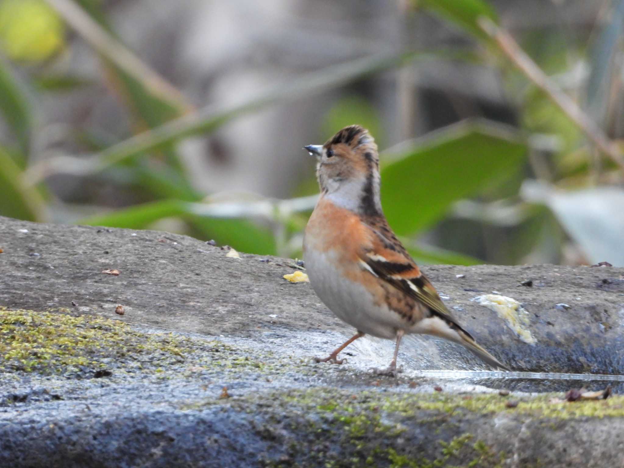 Brambling