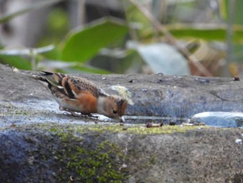 アトリ 井の頭公園 2019年1月20日(日)