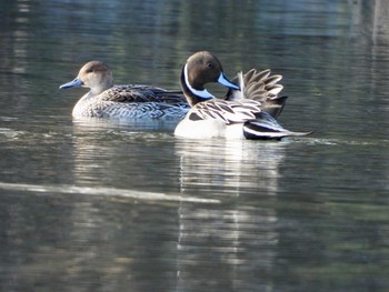 Northern Pintail Inokashira Park Sun, 1/20/2019