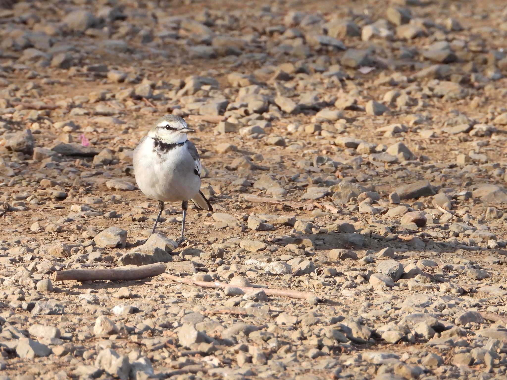 Photo of White Wagtail at Inokashira Park by HiroA