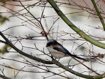 Long-tailed Tit Inokashira Park Sun, 1/20/2019