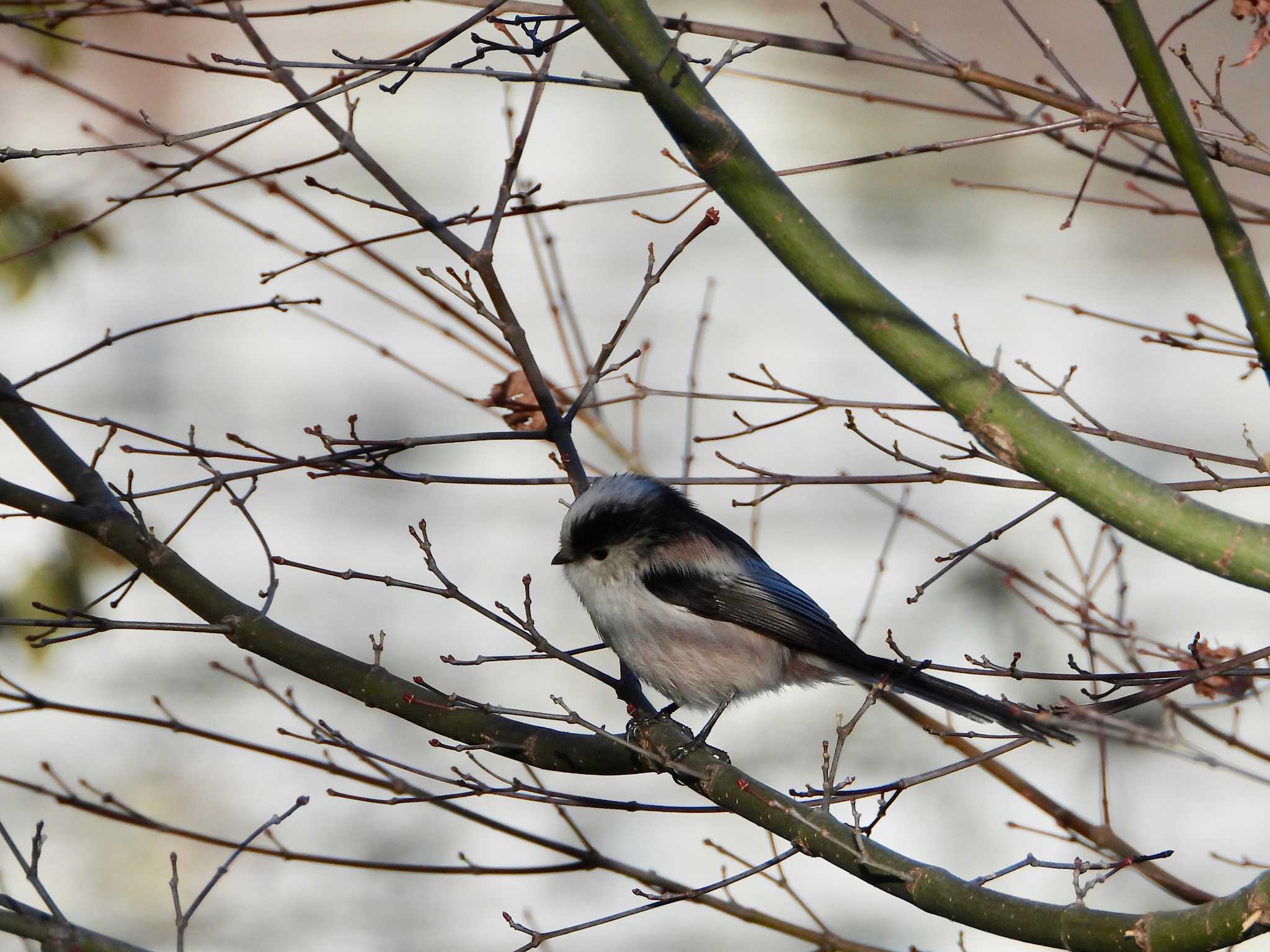 Long-tailed Tit