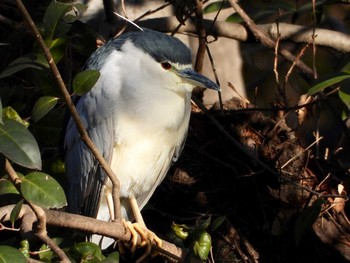 Black-crowned Night Heron Inokashira Park Sun, 1/20/2019