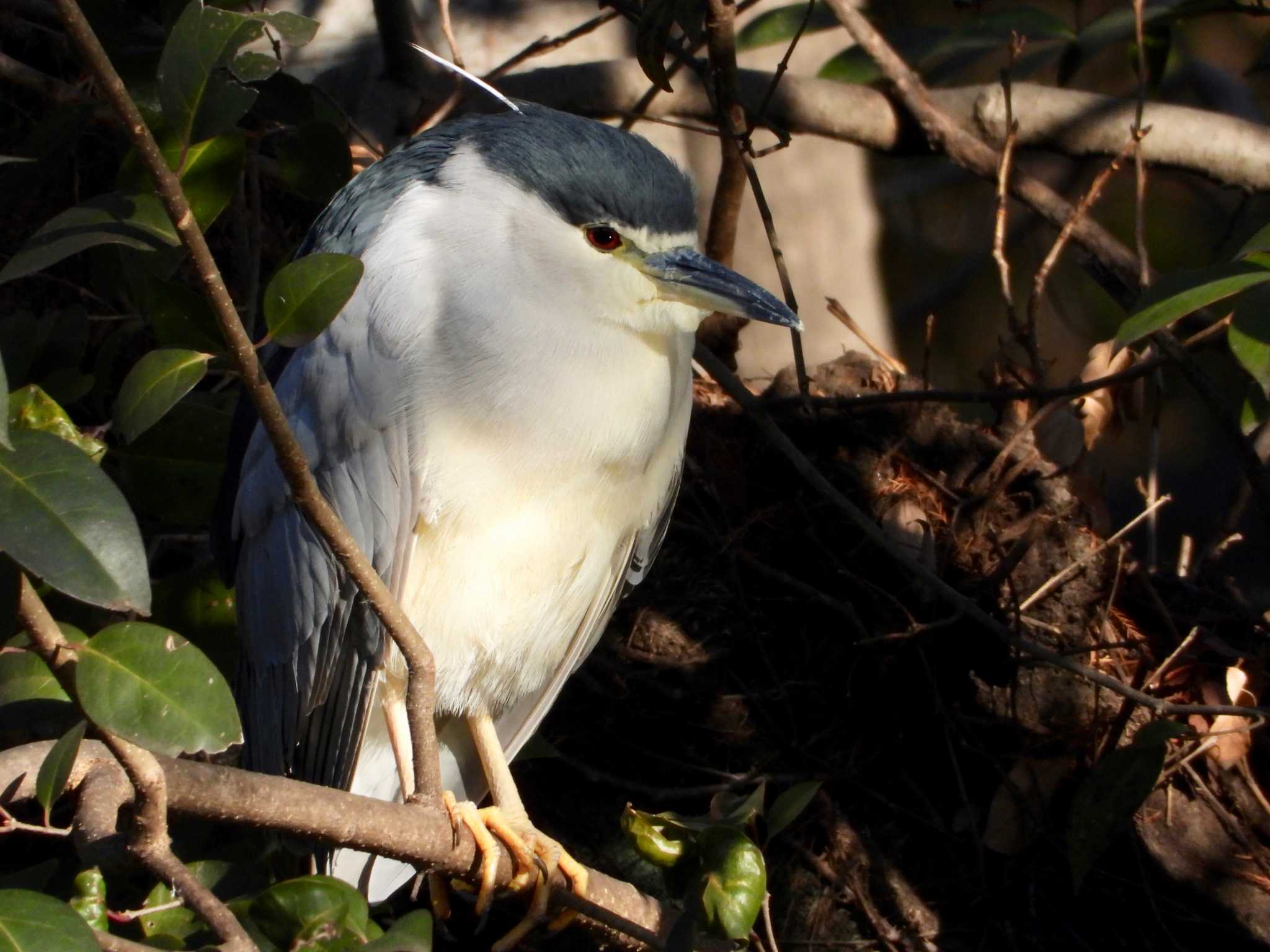 Black-crowned Night Heron