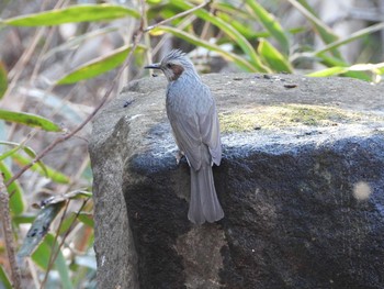 Brown-eared Bulbul Inokashira Park Sun, 1/20/2019