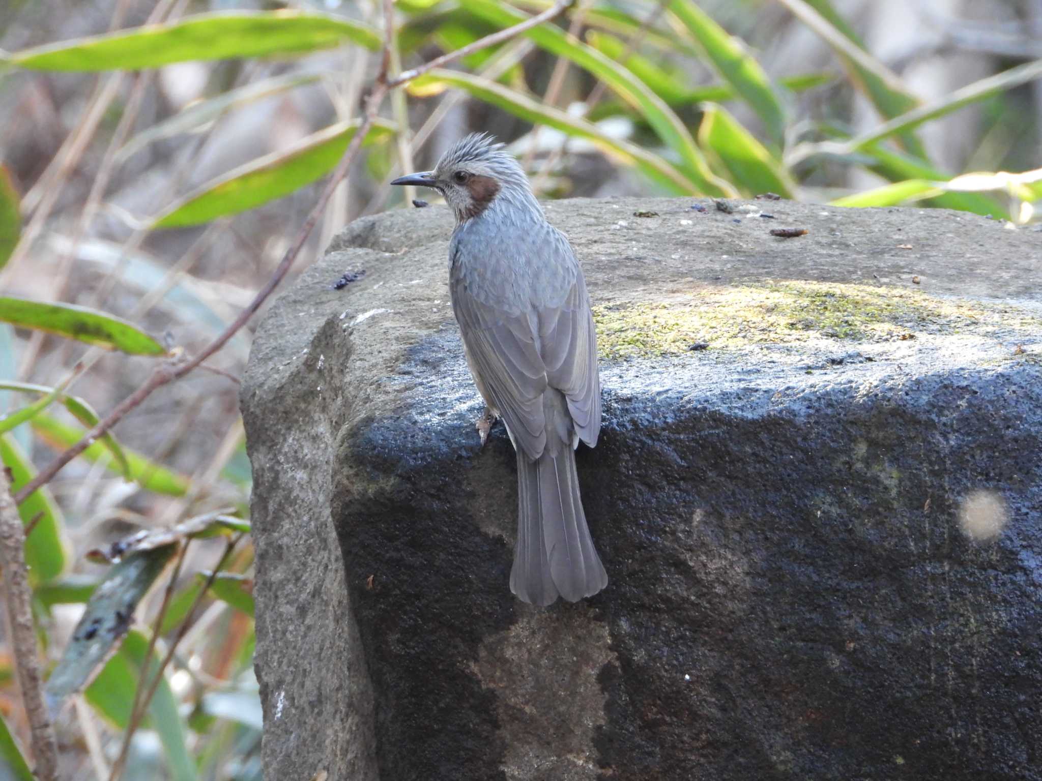 Brown-eared Bulbul