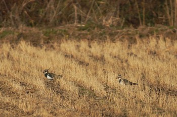 タゲリ 静岡県 2019年1月13日(日)