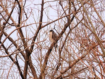 2019年1月20日(日) 浅羽ビオトープの野鳥観察記録