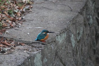 カワセミ 岩槻城址公園 2019年1月20日(日)