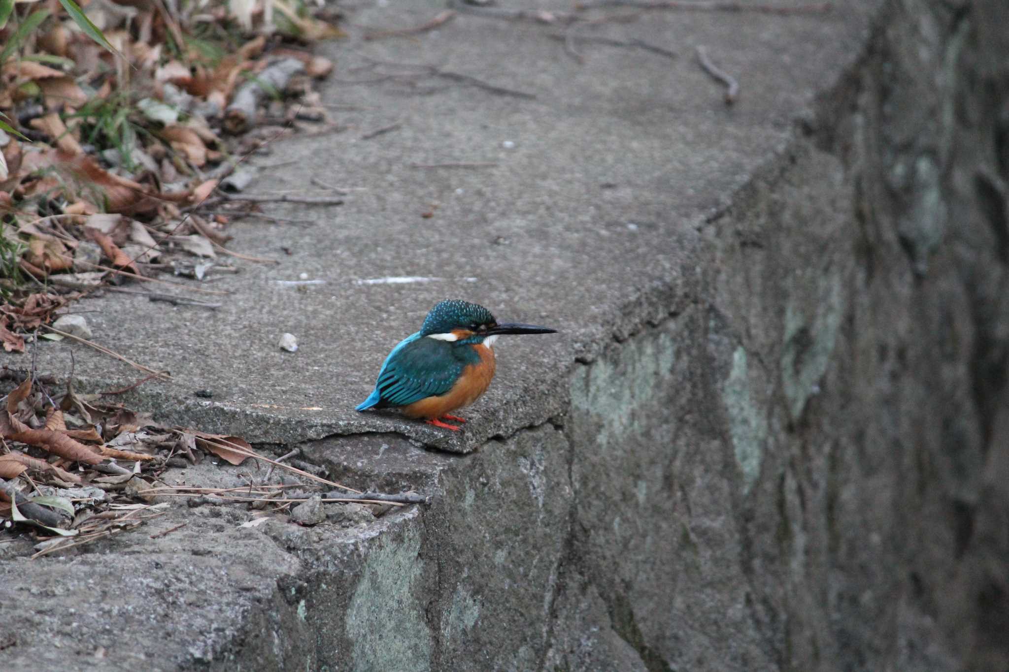 岩槻城址公園 カワセミの写真 by  Utz