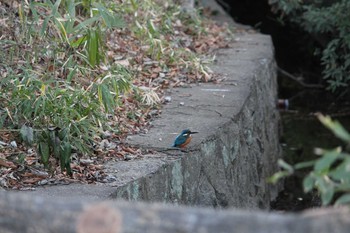 Common Kingfisher 岩槻城址公園 Sun, 1/20/2019