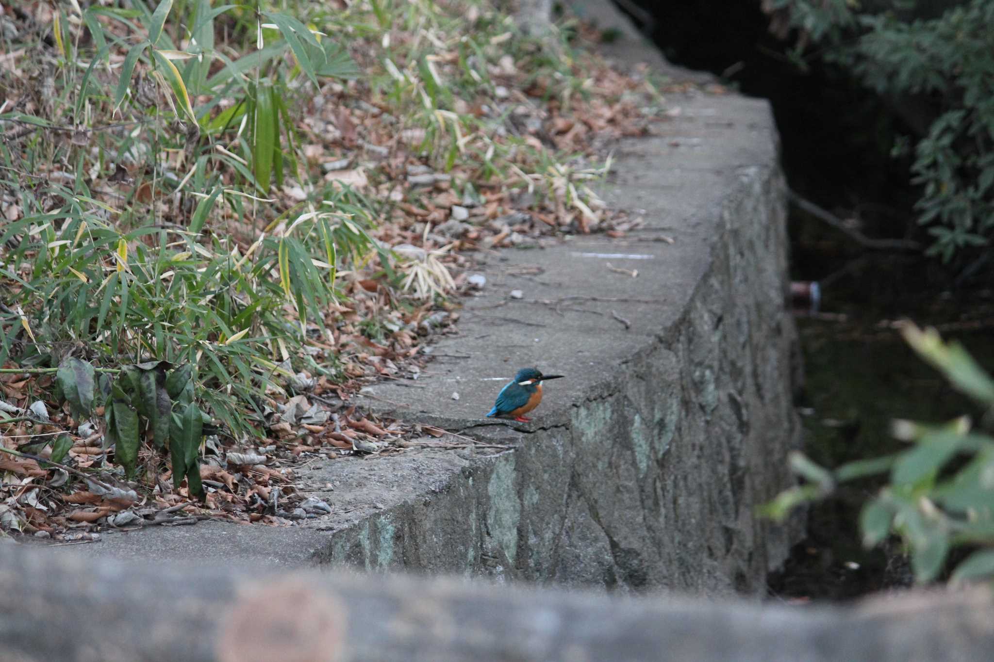 Photo of Common Kingfisher at 岩槻城址公園 by  Utz