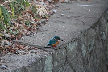 カワセミ 岩槻城址公園 2019年1月20日(日)