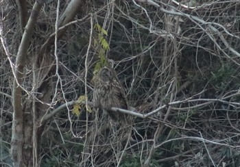 Ural Owl 沢山池 Sat, 1/19/2019