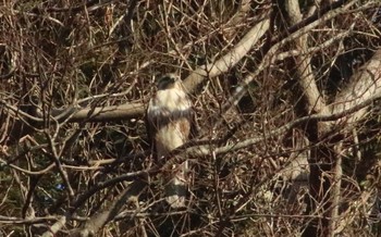 Eastern Buzzard 沢山池 Sat, 1/19/2019