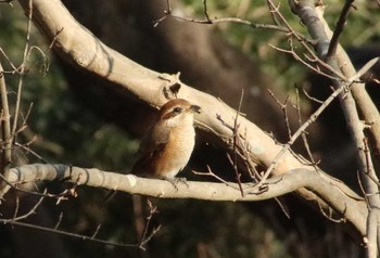 モズ 大池公園 2019年1月13日(日)