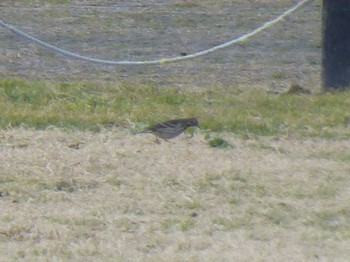 Water Pipit 淀川河川公園 Fri, 1/18/2019