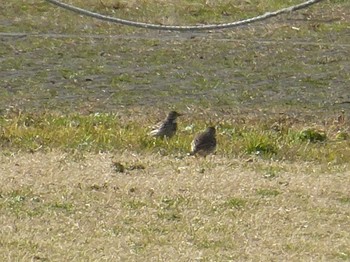 タヒバリ 淀川河川公園 2019年1月18日(金)