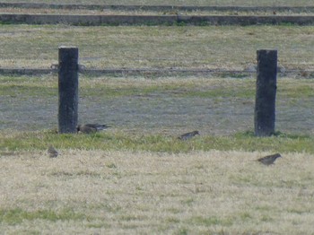 Water Pipit 淀川河川公園 Fri, 1/18/2019