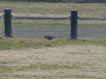 White-cheeked Starling 淀川河川公園 Fri, 1/18/2019