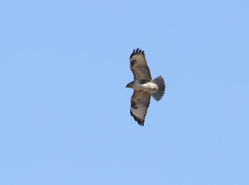 Eastern Buzzard 横浜市 Fri, 1/18/2019