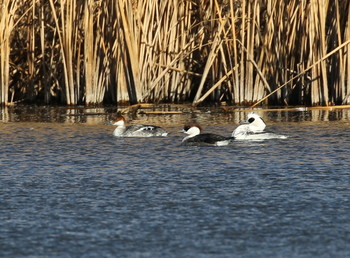 Smew 横浜市 Fri, 1/18/2019