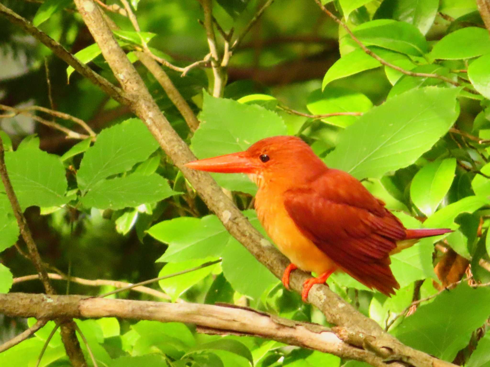 2024年6月29日(土) 羽黒山の野鳥観察記録 by ゆ | ZooPicker 2024年6月29日(土) 羽黒山の野鳥観察記録 by ゆ | ZooPicker