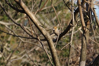 シメ 甲山森林公園 2019年1月14日(月)