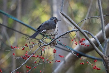 ヒヨドリ 甲山森林公園 2019年1月14日(月)