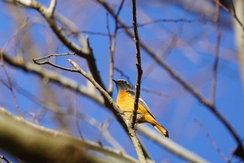 ジョウビタキ 甲山森林公園 2019年1月14日(月)