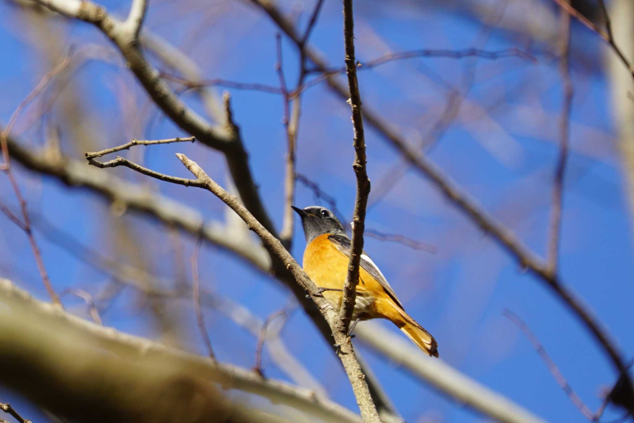 甲山森林公園 ジョウビタキの写真 by マル