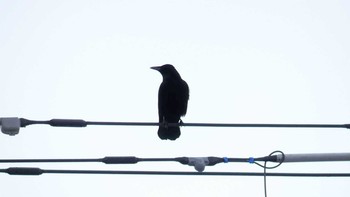 2019年1月20日(日) 道ノ駅サーモンパーク千歳の野鳥観察記録