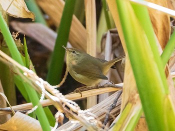 ウグイス 東京大学附属植物園 2019年1月19日(土)