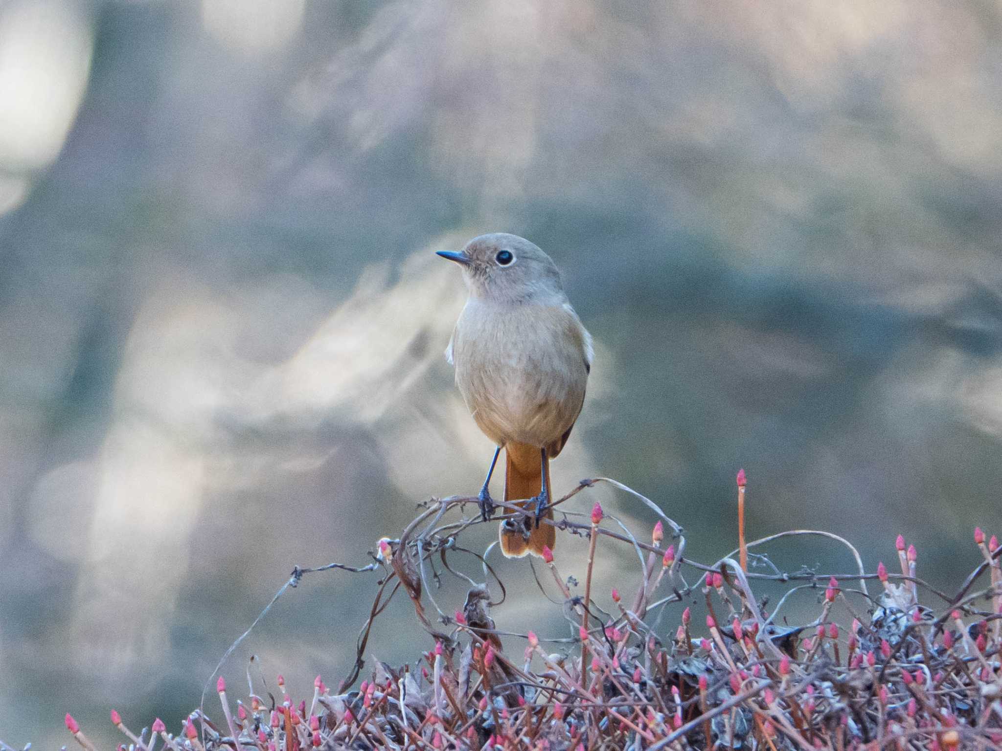 東京大学附属植物園 ジョウビタキの写真 by ryokawameister