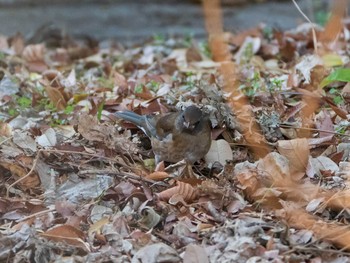 シロハラ 東京大学附属植物園 2019年1月19日(土)