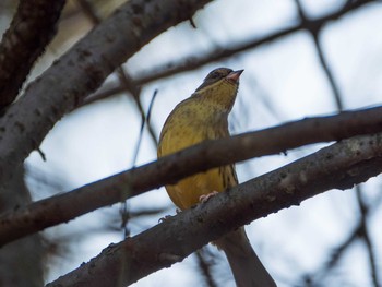 アオジ 東京大学附属植物園 2019年1月19日(土)