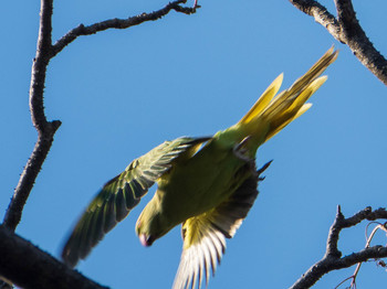 ワカケホンセイインコ 東京大学附属植物園 2019年1月19日(土)