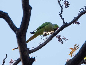 ワカケホンセイインコ 東京大学附属植物園 2019年1月19日(土)